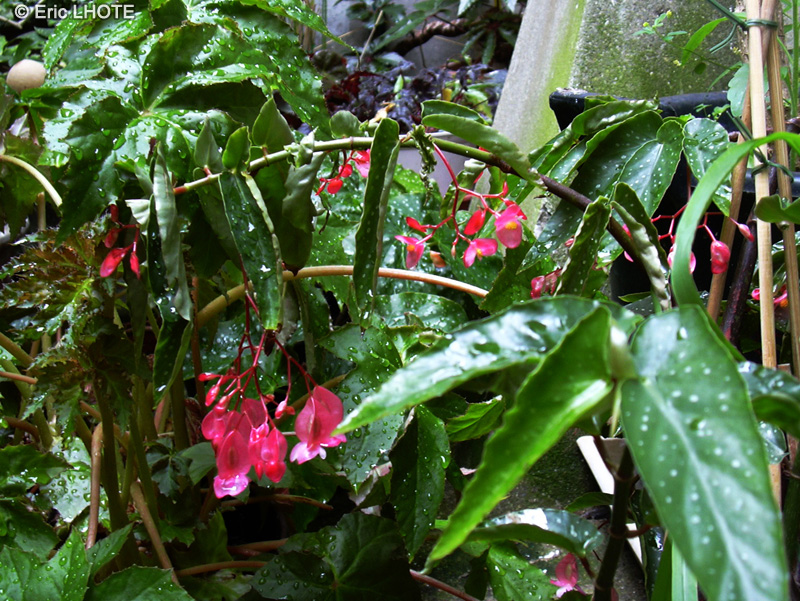  - Begonia maculata - 
