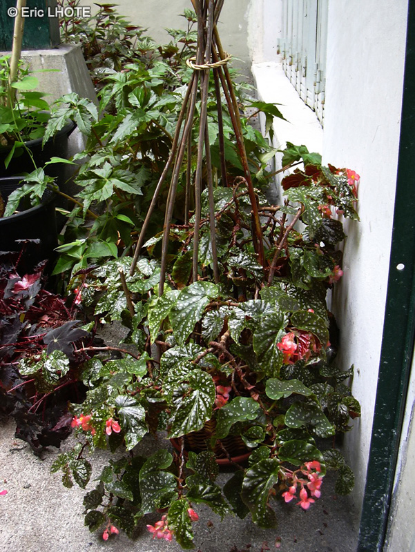  - Begonia maculata - 