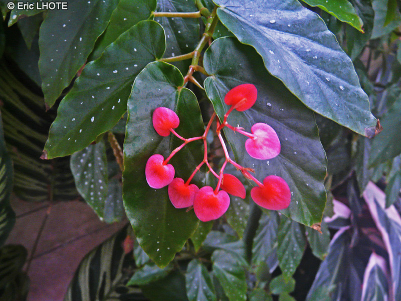  - Begonia maculata - 