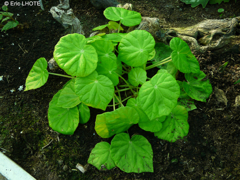 Begoniaceae - Begonia mindoro Pink - B&eacute;gonia
