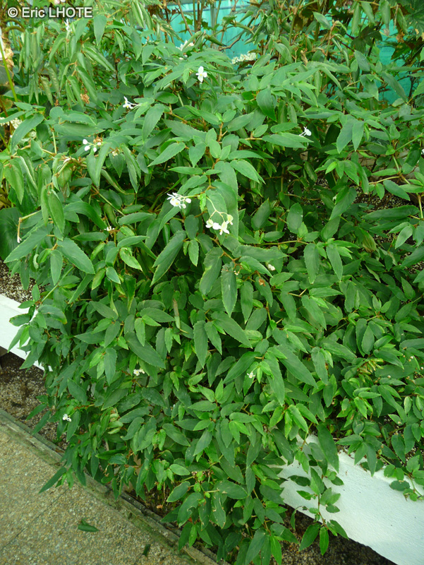 Begoniaceae - Begonia plagioneura, Begonia cubensis - Cuba Holly Begonia