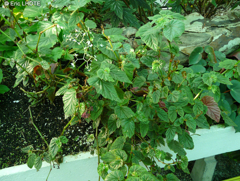 Begoniaceae - Begonia pycnantha - B&eacute;gonia