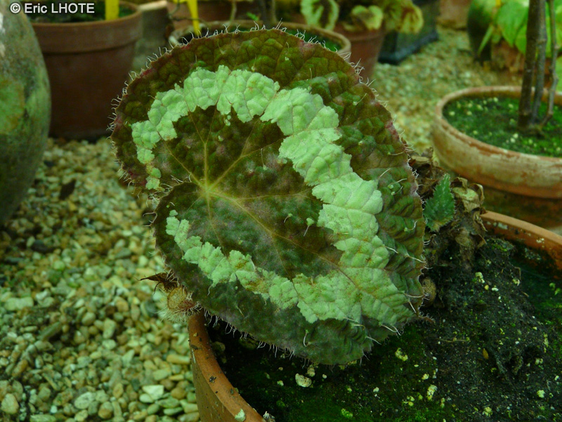 Begoniaceae - Begonia rex - Bégonia