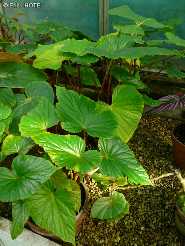 Begoniaceae - Begonia roxburghii - B&eacute;gonia