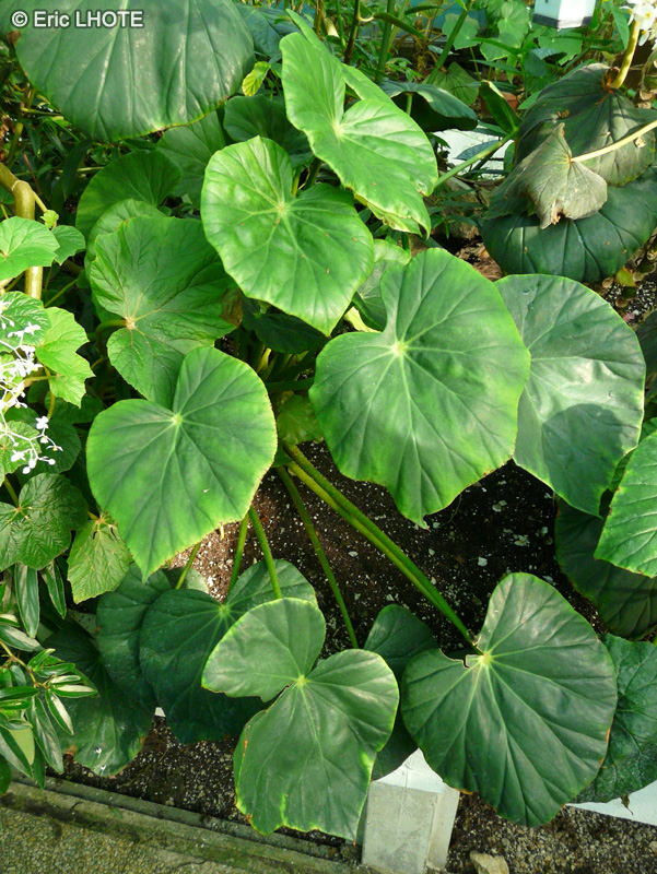  - Begonia sericoneura var. lindleyana - 