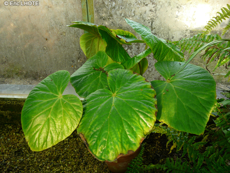  - Begonia silletensis - 