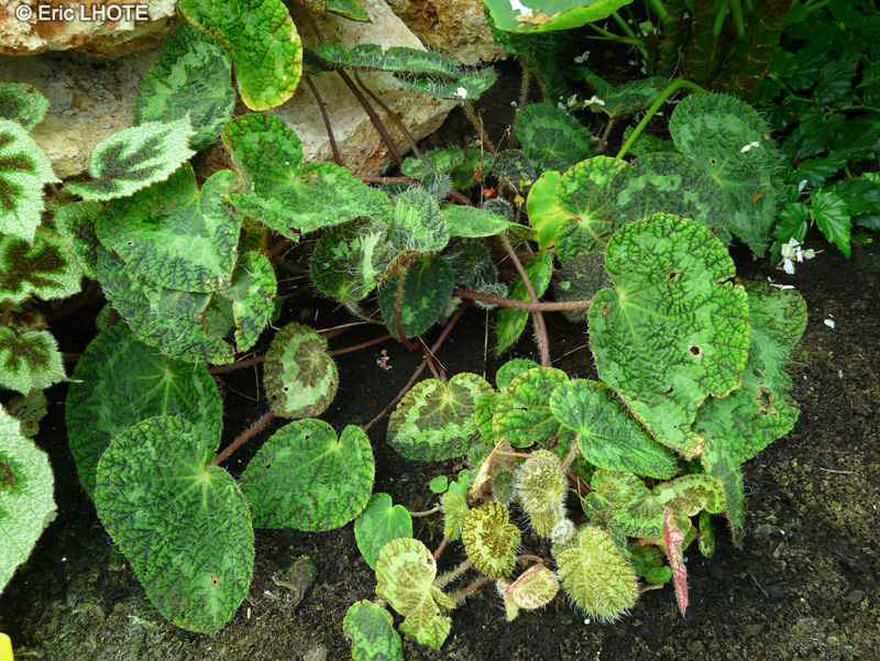 Begoniaceae - Begonia sizemorae - B&eacute;gonia
