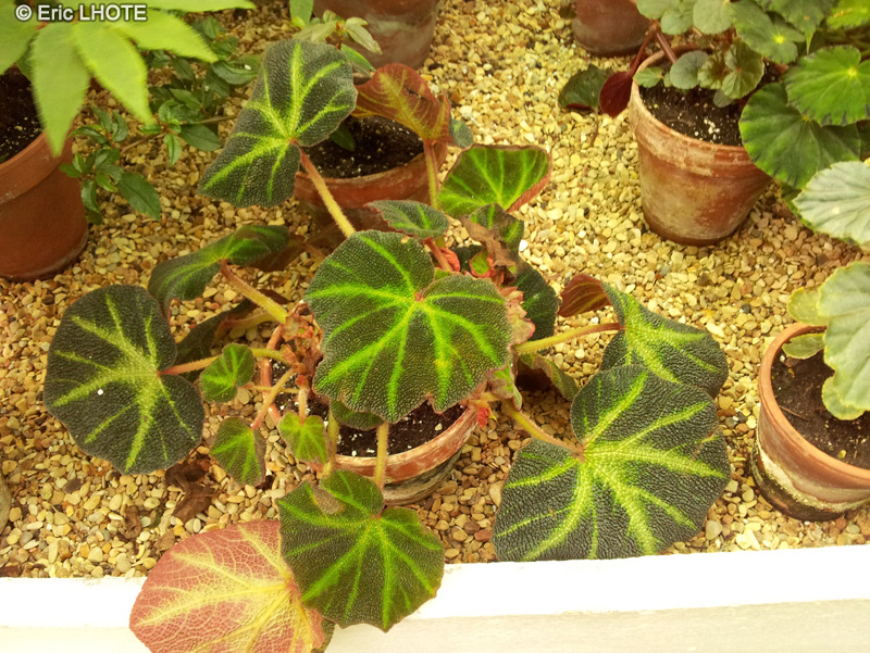  - Begonia soli-mutata - 