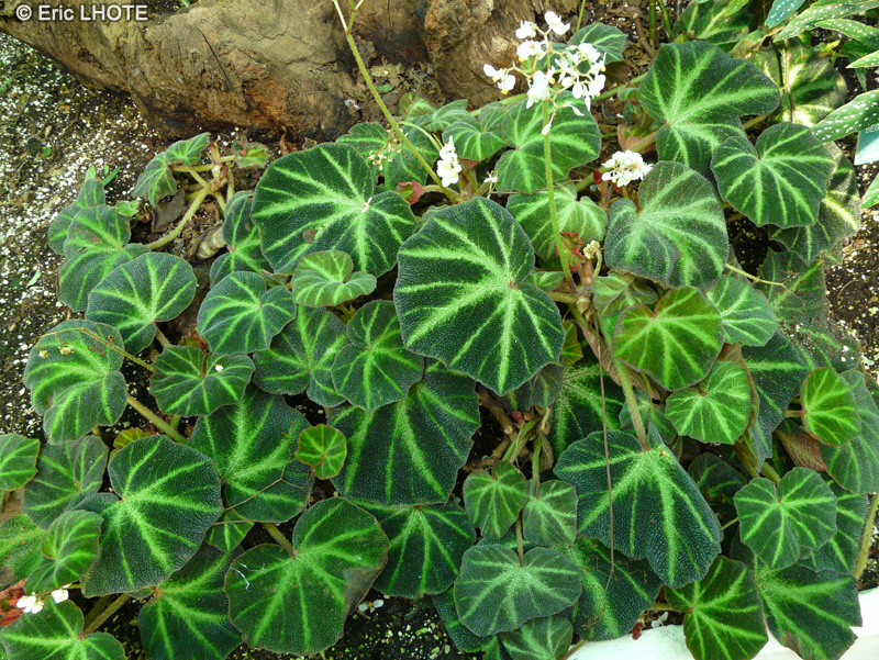 Begoniaceae - Begonia soli-mutata - B&eacute;gonia