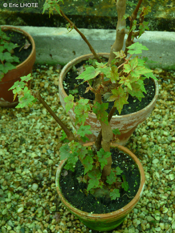 Begoniaceae - Begonia sonderana - Bégonia