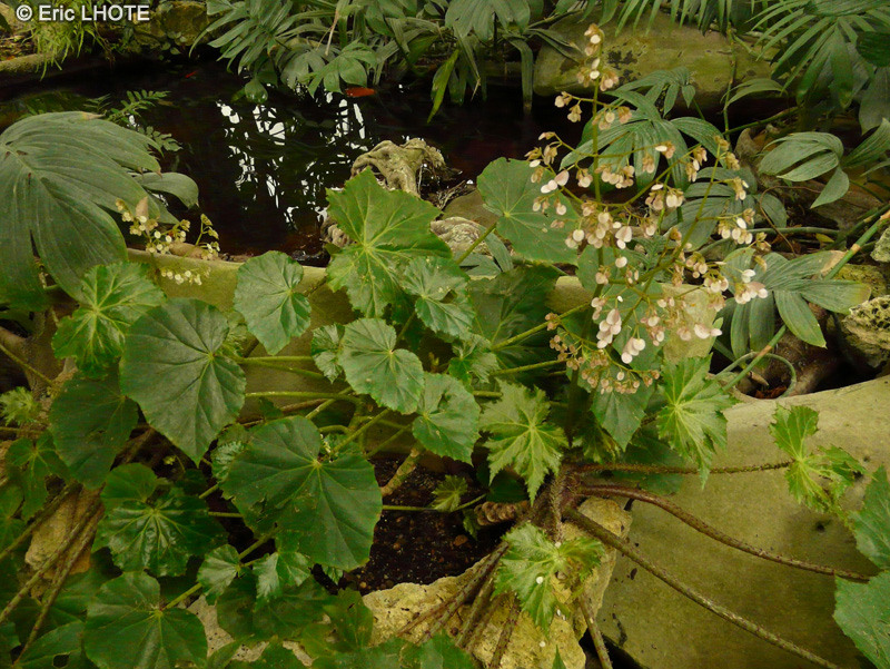 Begoniaceae - Begonia sp. - B&eacute;gonia
