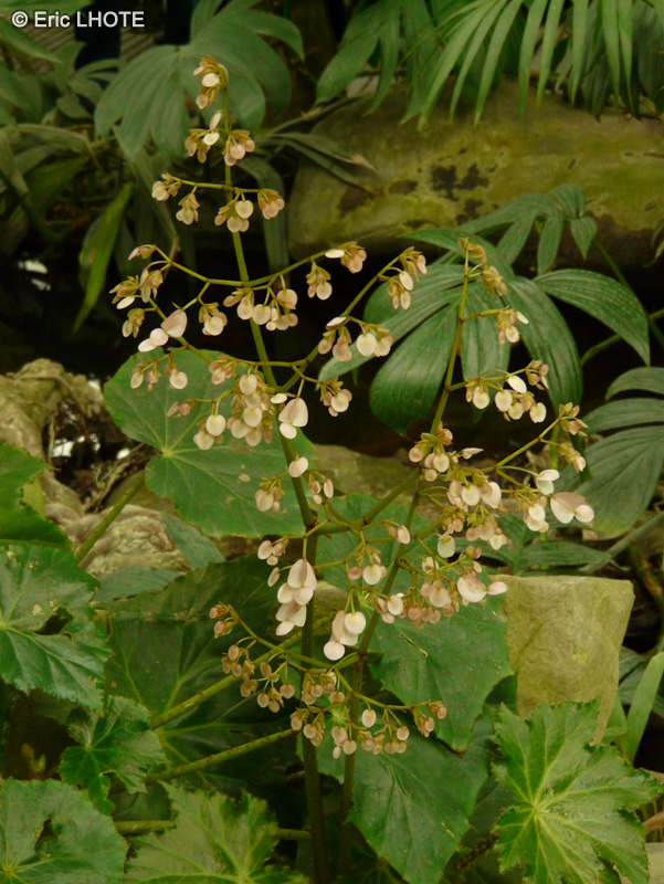  - Begonia sp. - 