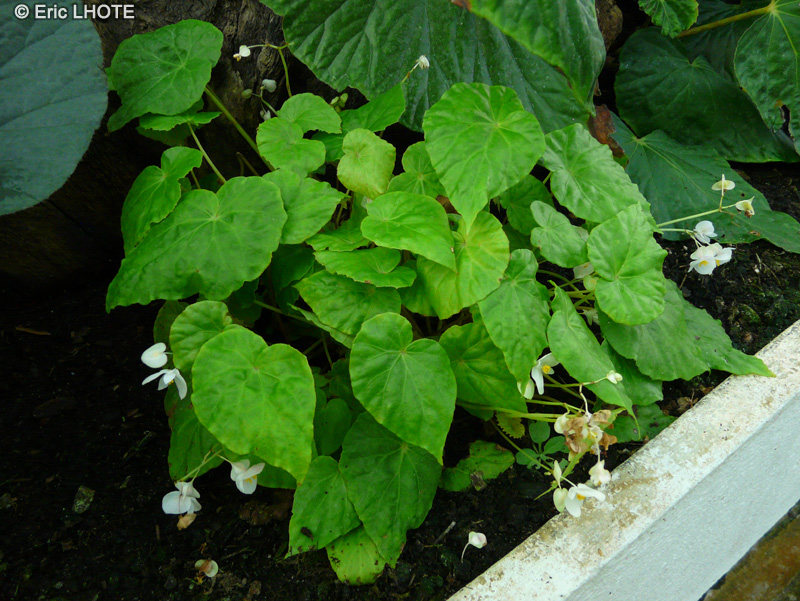 Begoniaceae - Begonia stictopoda - B&eacute;gonia