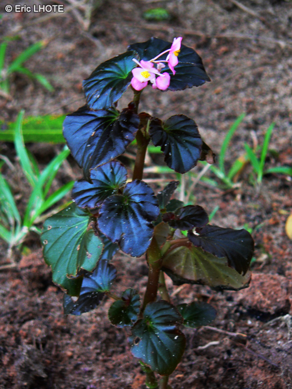 Begoniaceae - Begonia subnummularifolia - B&eacute;gonia
