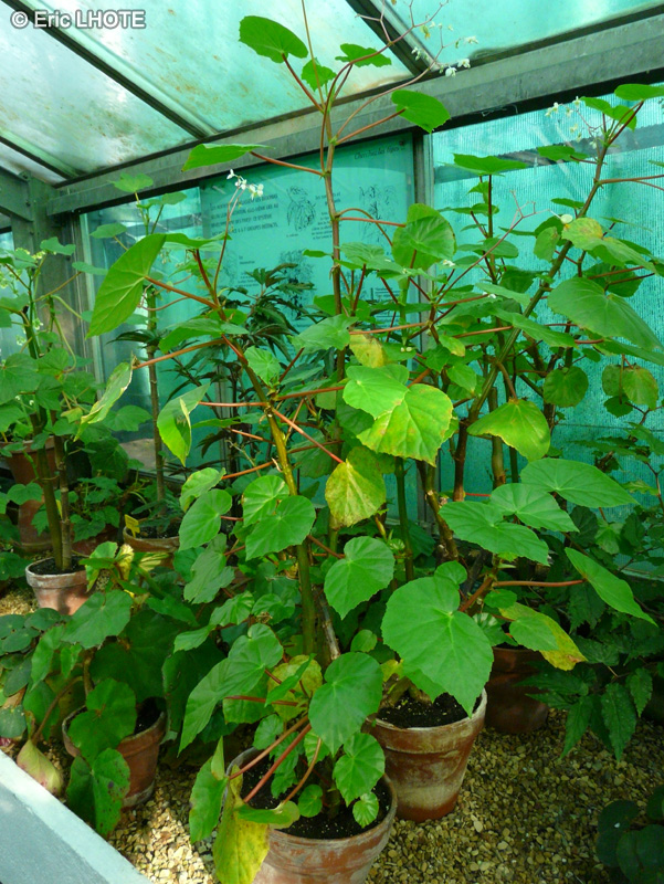 Begoniaceae - Begonia sulcata - B&eacute;gonia