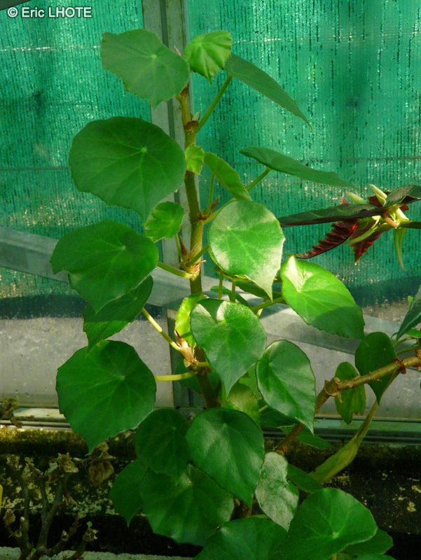 Begoniaceae - Begonia sunorchis - Bégonia