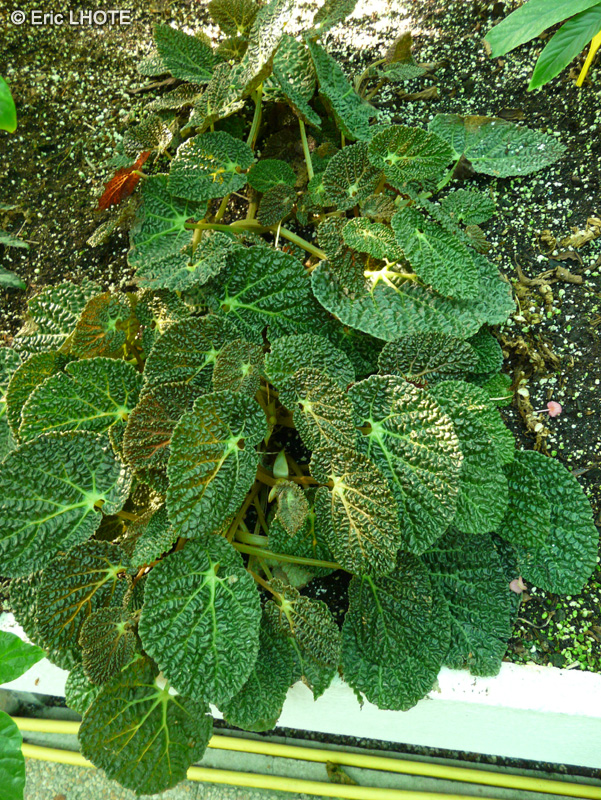  - Begonia toledana - 