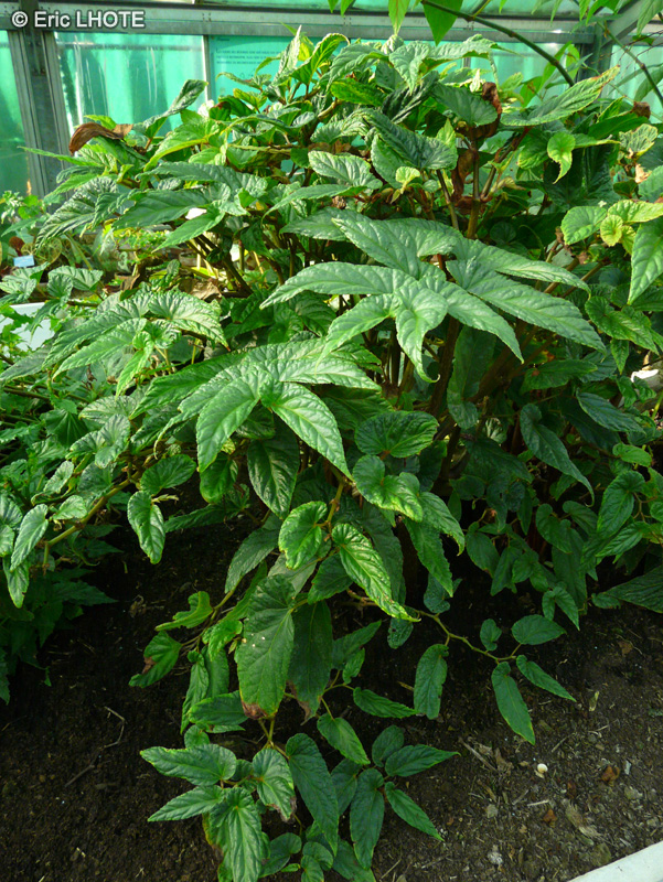 Begoniaceae - Begonia tricornis - Bégonia