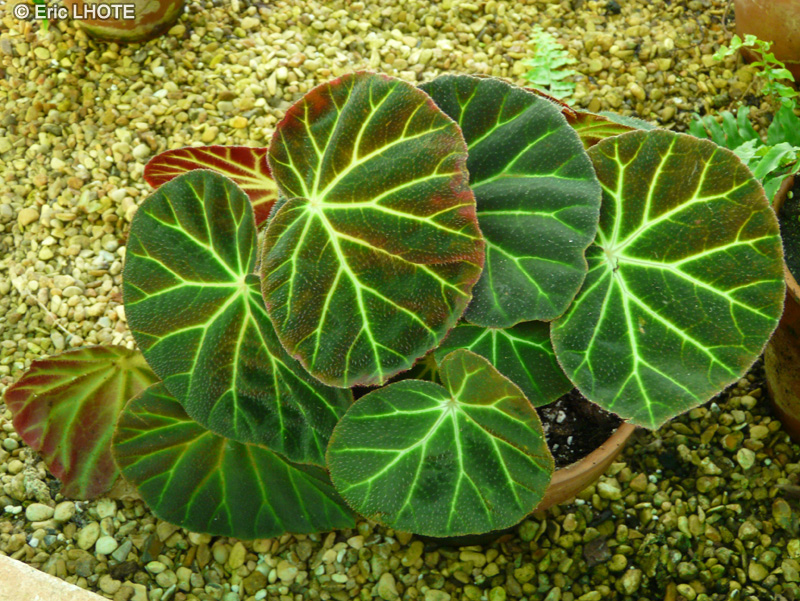 Begoniaceae - Begonia versicolor - B&eacute;gonia
