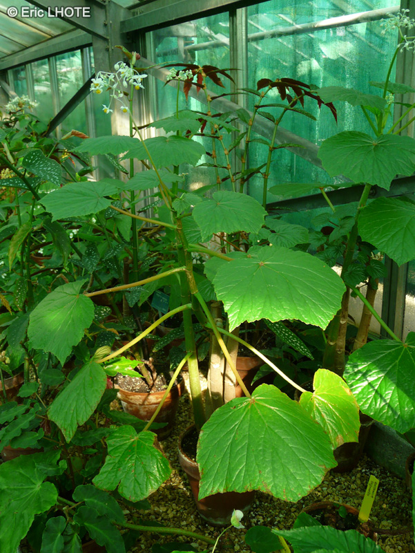 Begoniaceae - Begonia vitifolia ssp. grandis - B&eacute;gonia