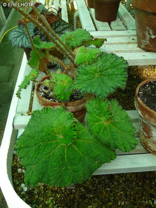 Begoniaceae - Begonia x Lospe too - B&eacute;gonia