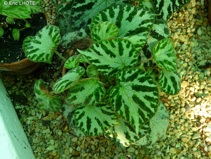 Begoniaceae - Begonia x Otto forster - B&eacute;gonia