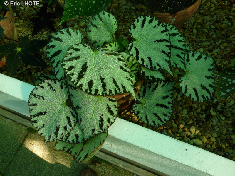 Begoniaceae - Begonia x Silver Jewell - Bégonia