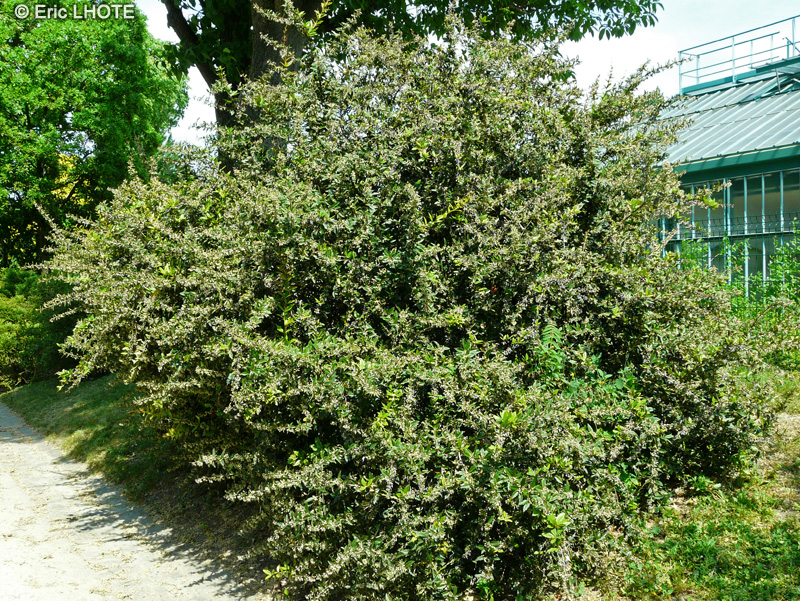  - Berberis bergmanniae - 