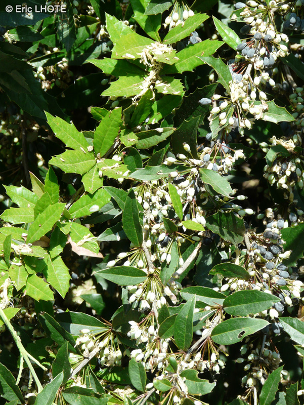Berberidaceae - Berberis bergmanniae - Berb&eacute;ris