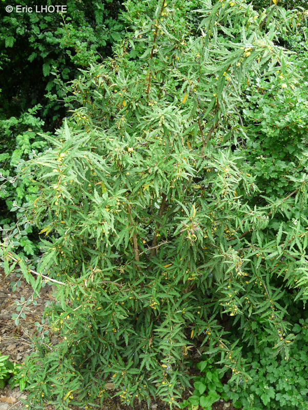  - Berberis julianae - 