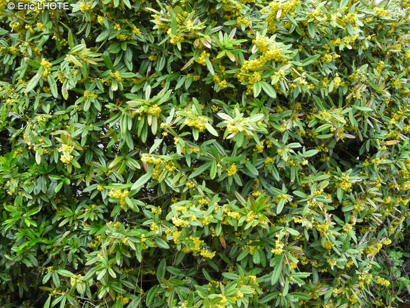  - Berberis julianae - 