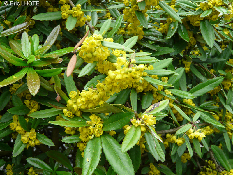  - Berberis julianae - 