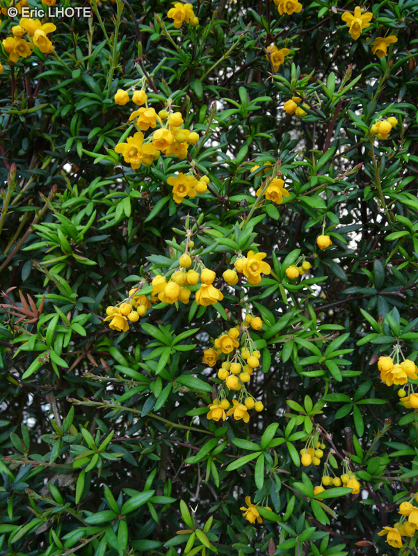  - Berberis julianae - 