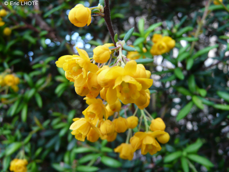  - Berberis julianae - 