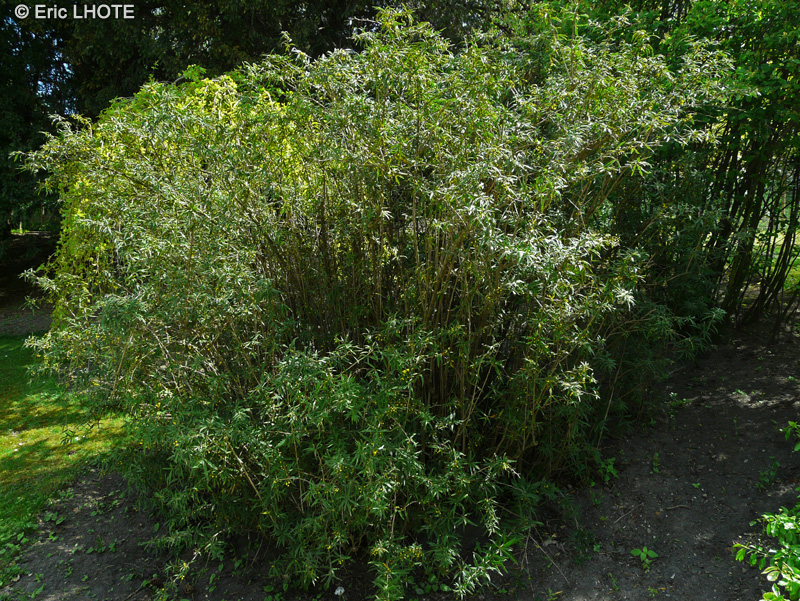 Berberidaceae - Berberis julianae - Epine vinette de Juliana, Vinettier de Juliana