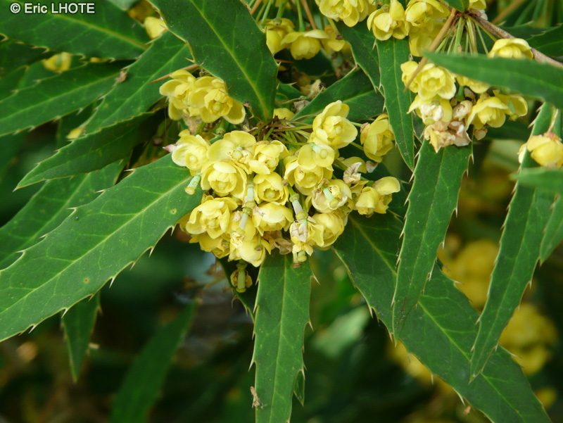  - Berberis sanguinea - 