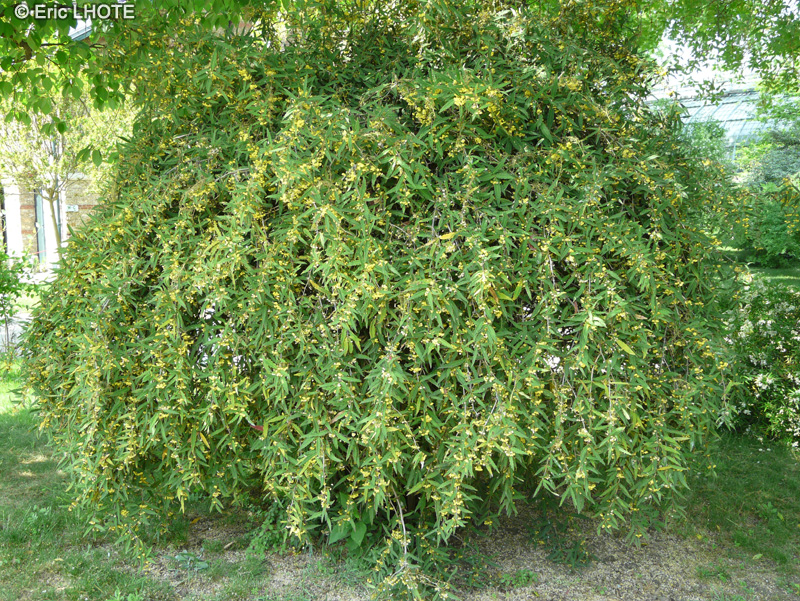 Berberidaceae - Berberis sanguinea - Berb&eacute;ris