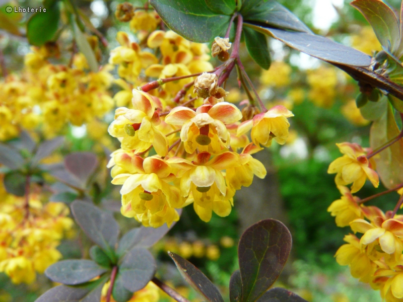 Berberidaceae - Berberis thunbergii atropurpurea - Epine-vinette de Thunberg