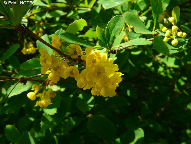  - Berberis virescens - 