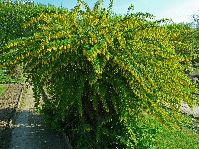 - Berberis vulgaris - 