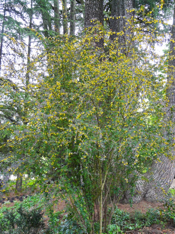  - Berberis vulgaris - 