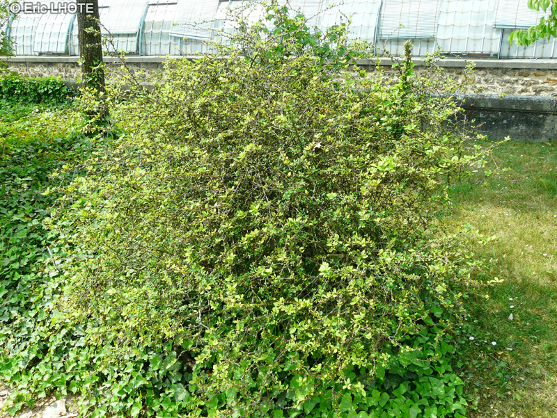 Berberidaceae - Berberis x mentorensis - Berb&eacute;ris