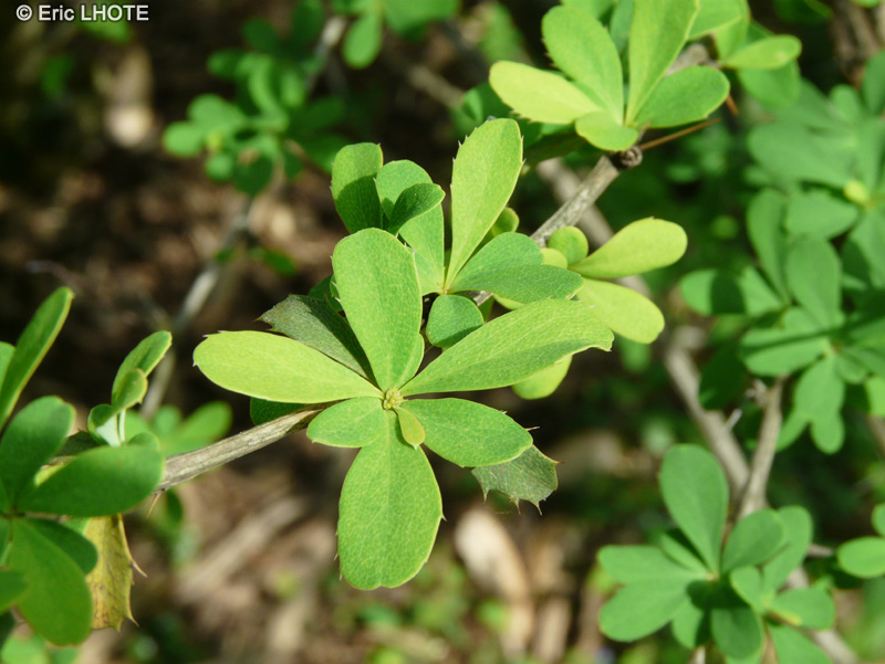  - Berberis x rubrostilla Pirate King - 