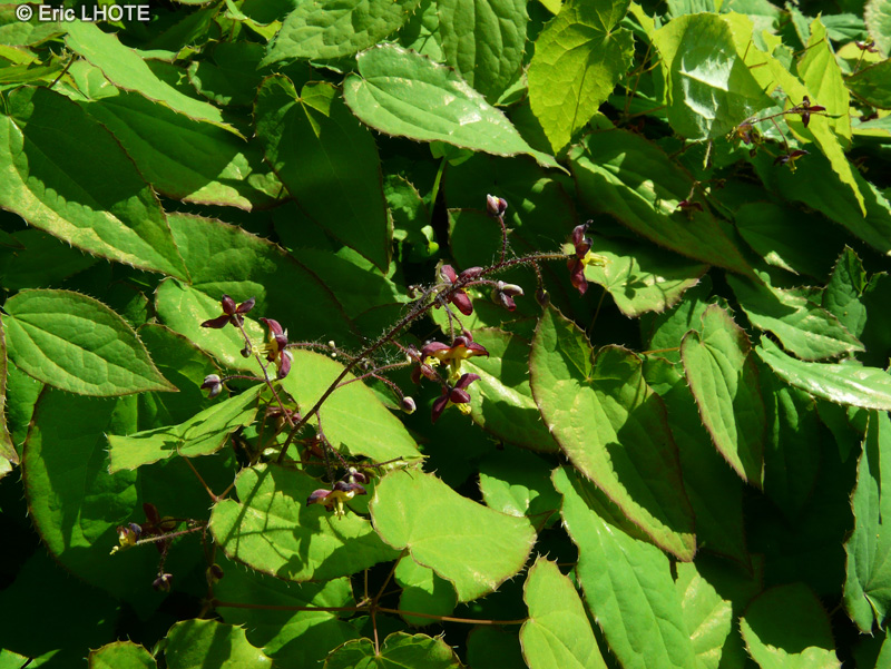  - Epimedium grandiflorum - 