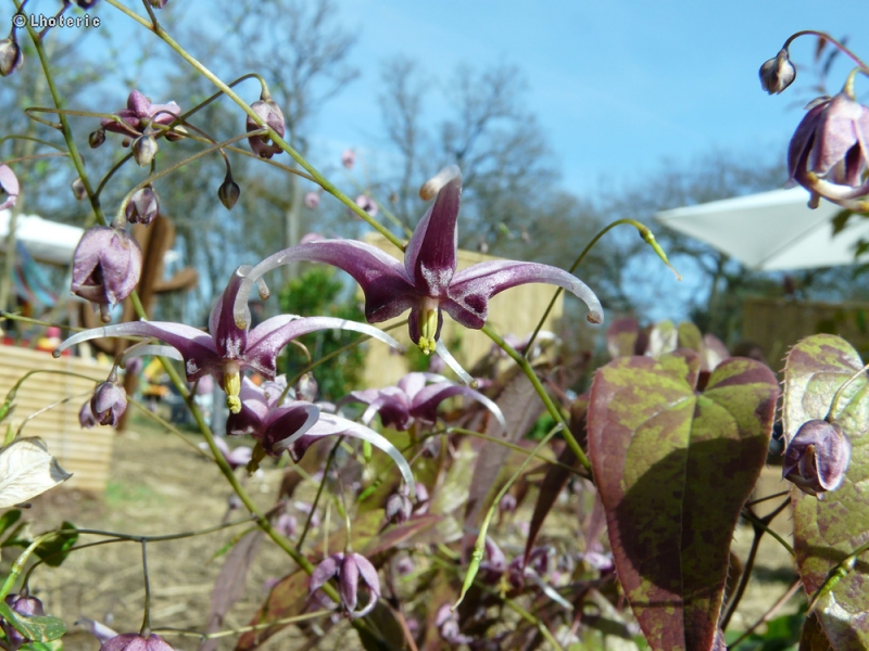 Berberidaceae - Epimedium x Delabroye - Fleur des Elfes