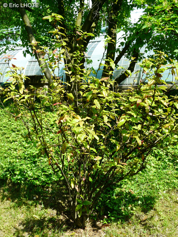 Berberidaceae - Mahoberberis x aquisargentii - Mahoberberis
