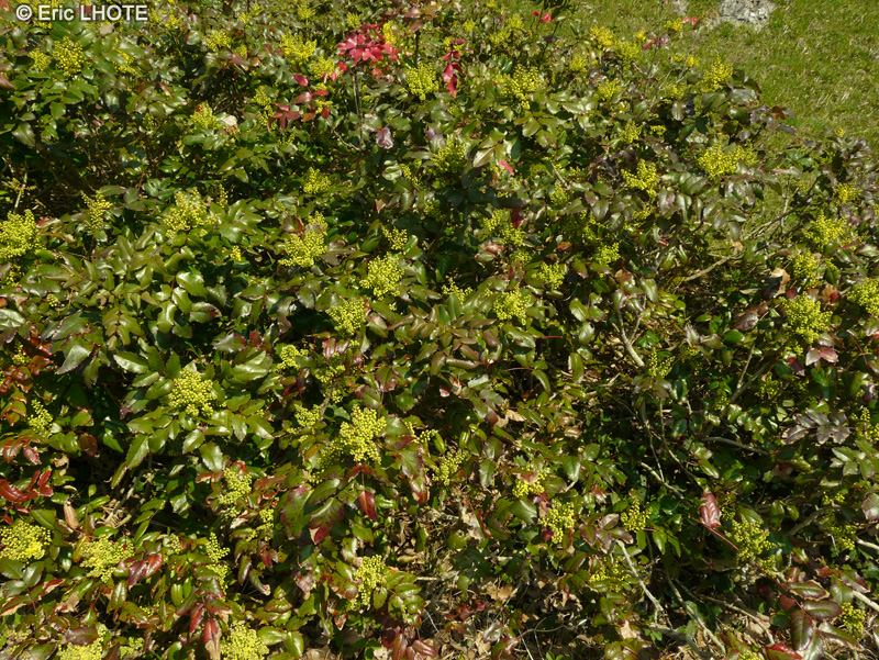 - Mahonia aquifolium - 