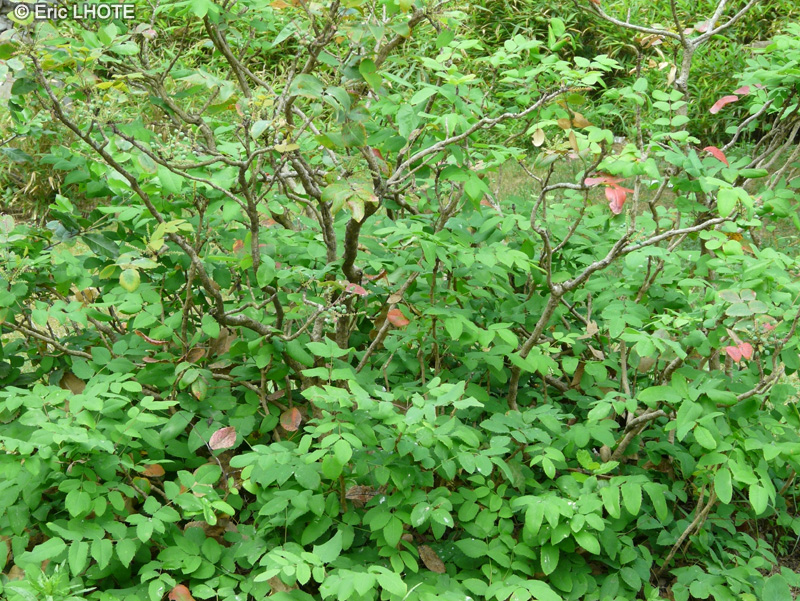  - Mahonia aquifolium - 