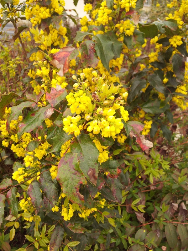  - Mahonia aquifolium - 
