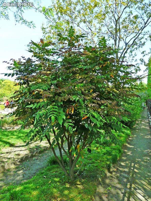 Berberidaceae - Mahonia bealei - Mahonia de Beal